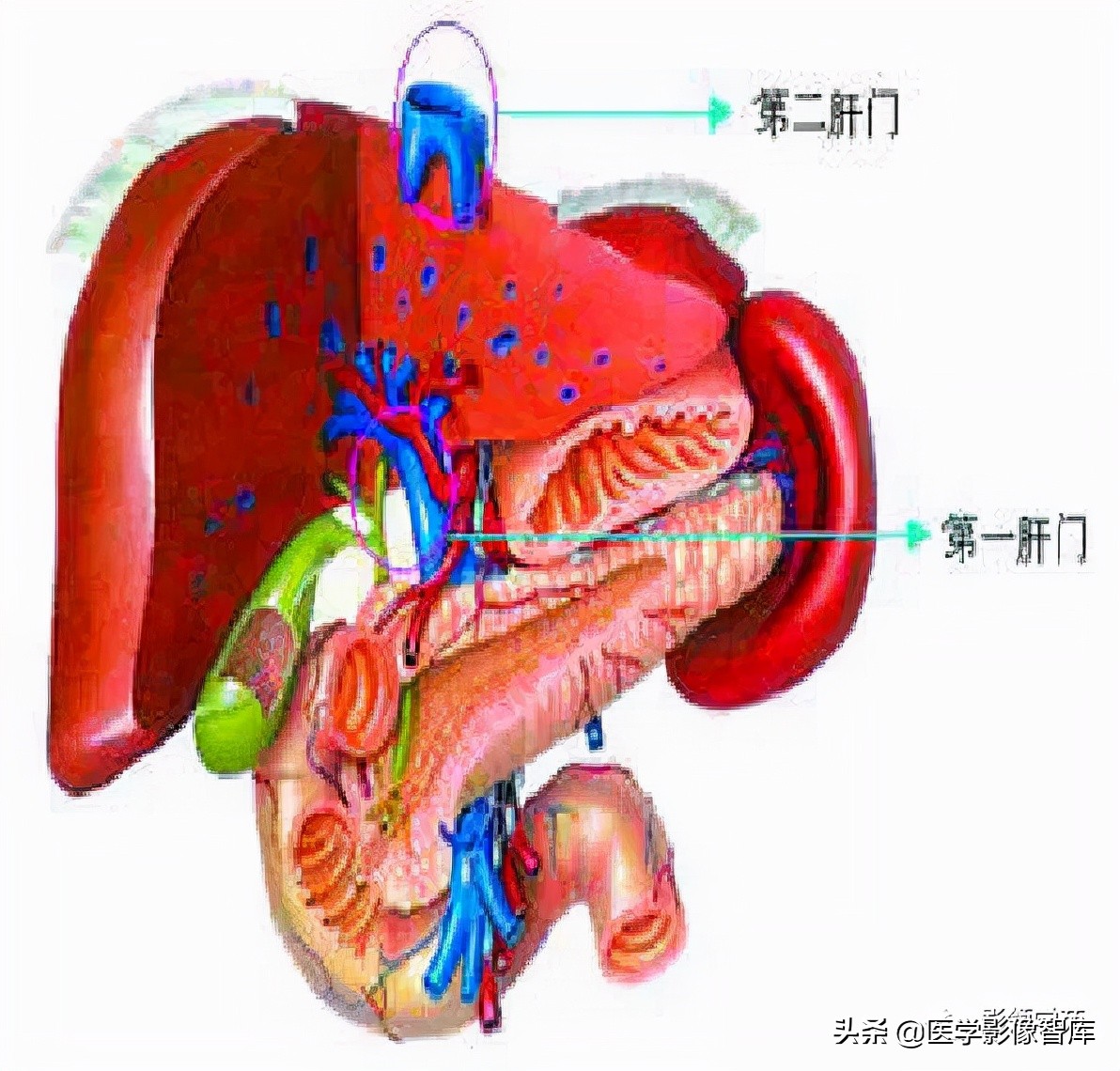 肝脏影像分叶分段解剖图,肝脏分段解剖图谱