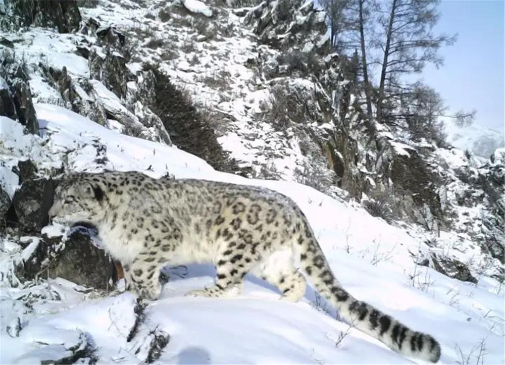 雪豹深夜袭击牦牛被驱离,雪豹一口咬死200斤小牦牛