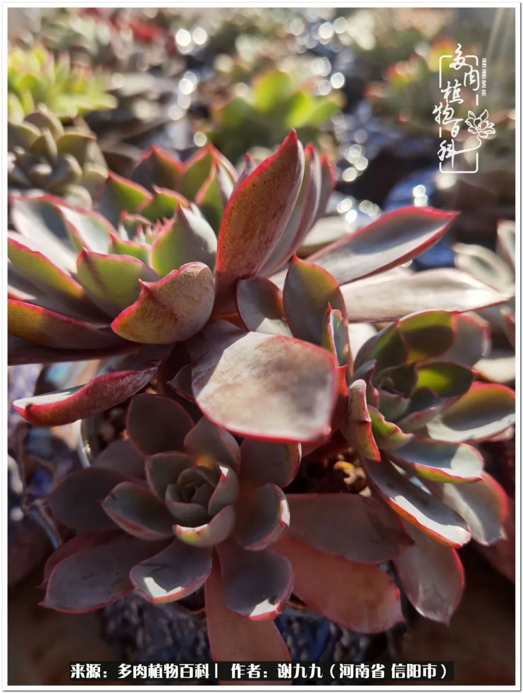 与多肉植物在一起的感怀,与多肉同行