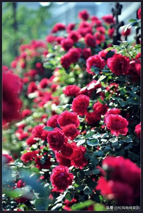 世界上最美的花朵前十,世界公认的最美花朵排名