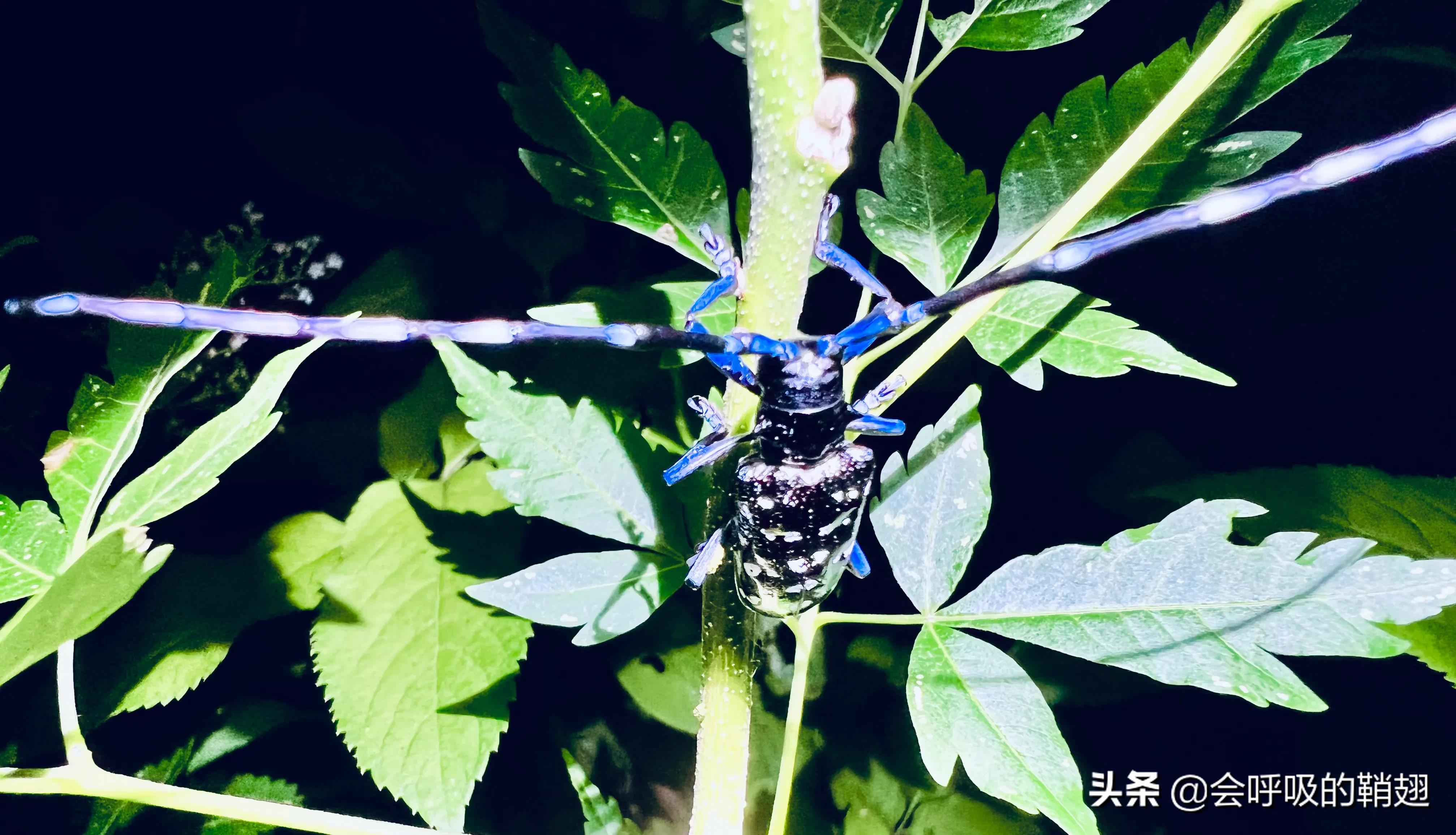 星天牛喜欢苦楝树,星天牛苦楝树