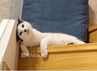 两只猫打架喵星人殊死搏斗满嘴毛,两只猫打架互拔胡子