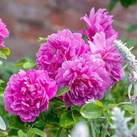 安妮公主月季优缺点,安妮公主月季耐热