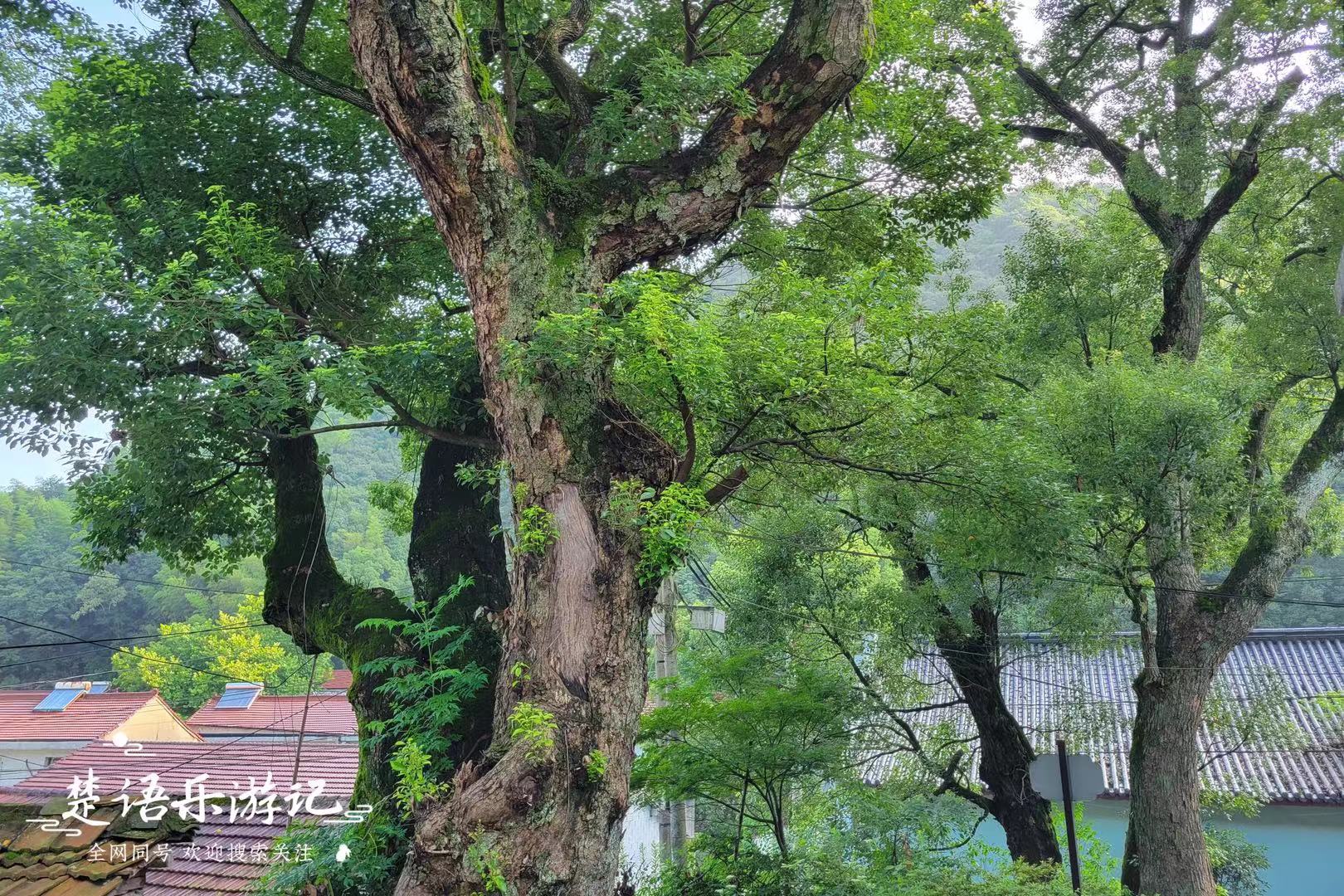 宁波山区风景余姚,宁波八公里长溪汇聚几十处风景