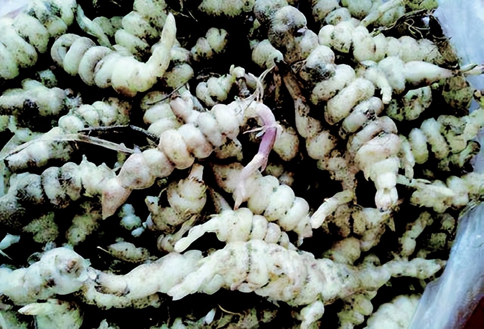 【重庆农特产品】黔江地牯牛