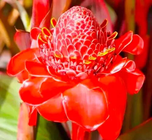 似火炬般的花朵，名字叫做火炬姜