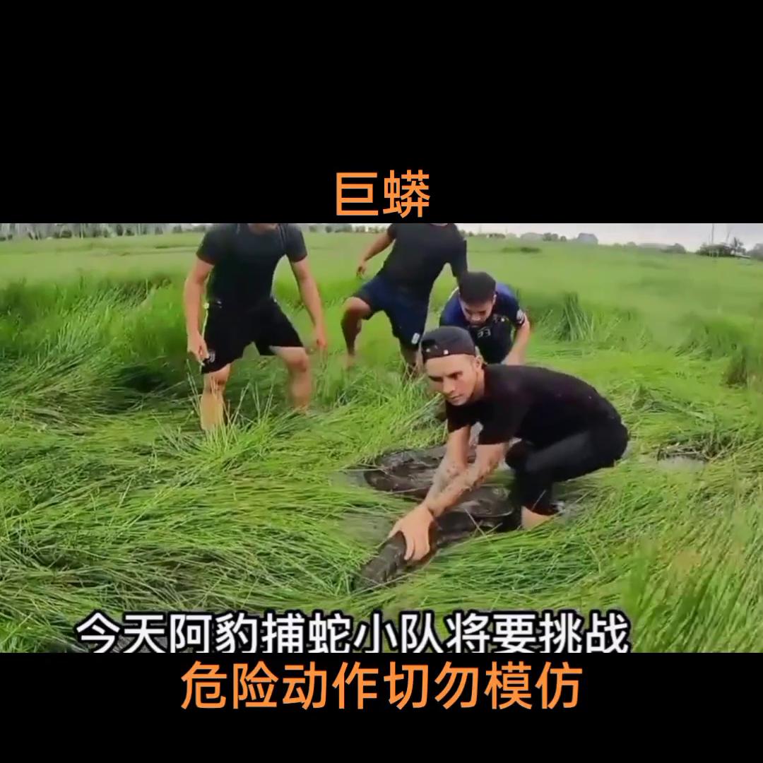 巨蟒#人与动物和谐共处