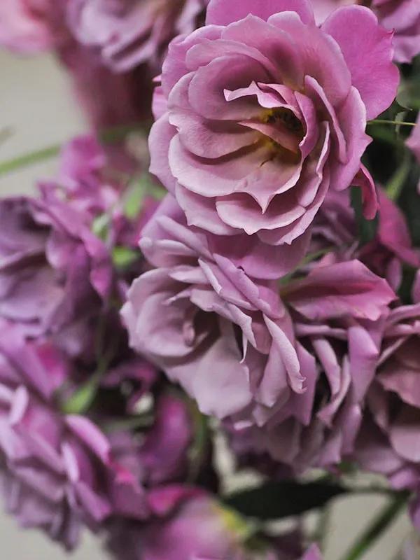 日本月季耐阴品种,日本葵月季适合两广吗