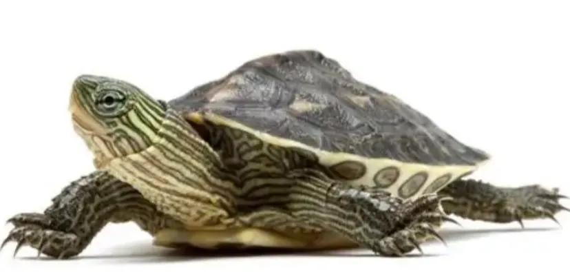 地摊三杰乌龟怎么样,地摊三杰地摊价格