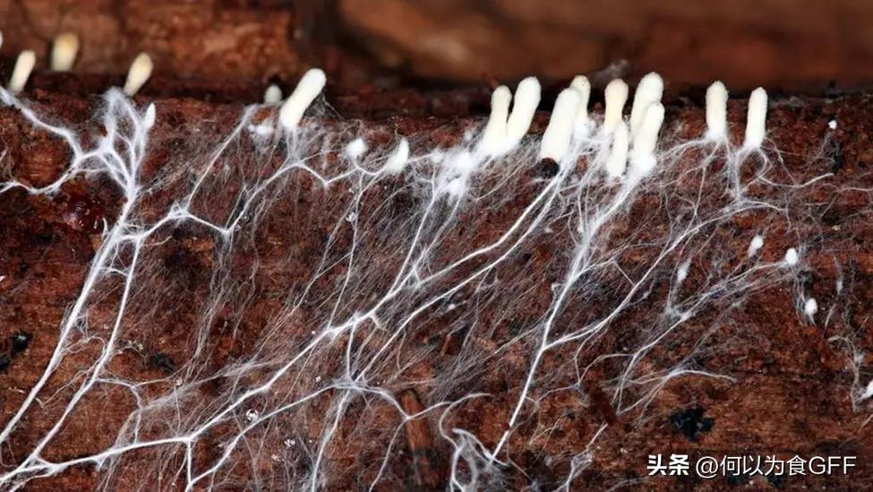 蘑菇发展史,蘑菇历史剪辑