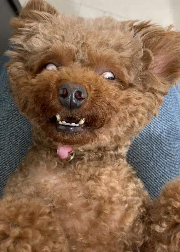 如何才能让胆小的狗狗有安全感,怎么让狗狗有安全感睡觉