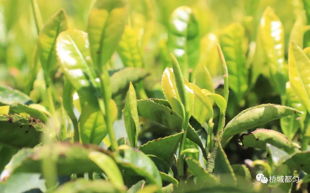 绿茶种类大全介绍,高档龙井绿茶有哪些种类