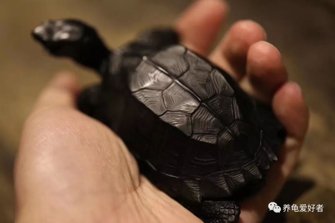 这四个问题养龟新手得知道一下,养龟误区看看你中了几个