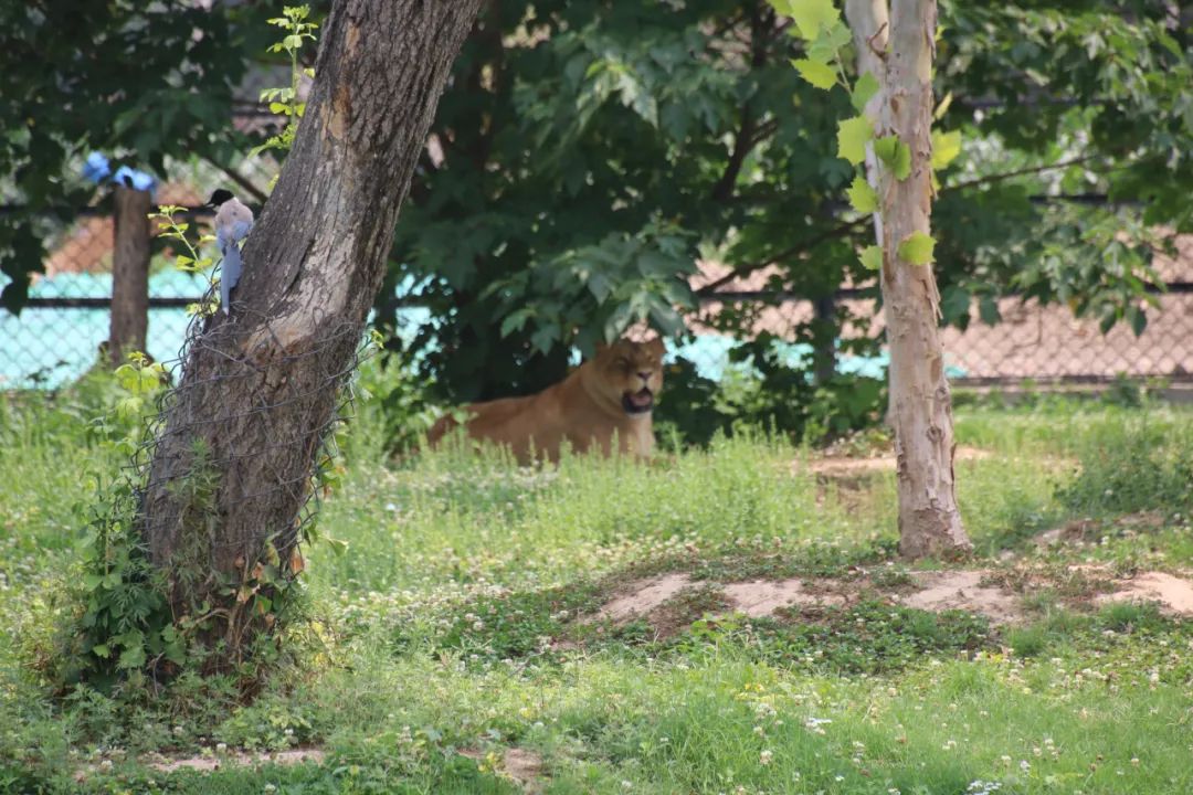 邢台动物园变大了没,淮安动物园开发时间