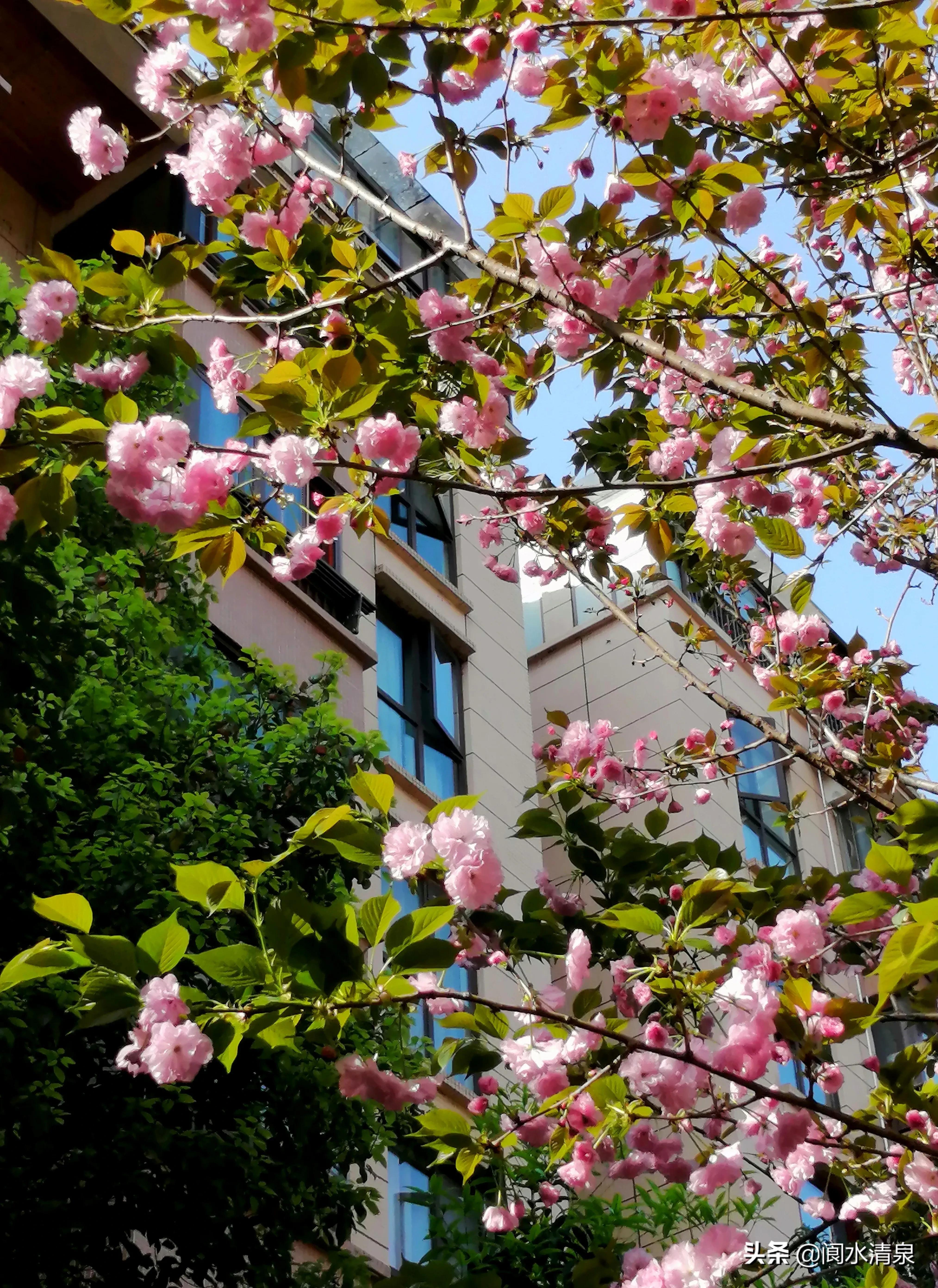 举目望樱花，一朵一朵笑语盈盈腾云来