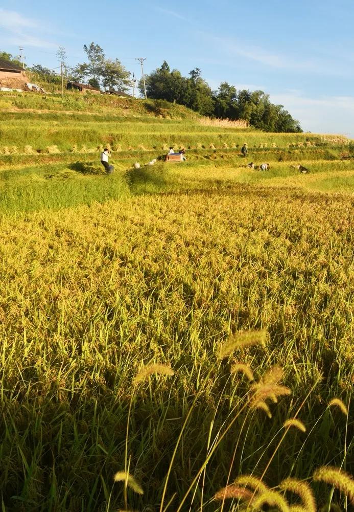 稻菽飘香各地丰收忙,稻菽飘香图片