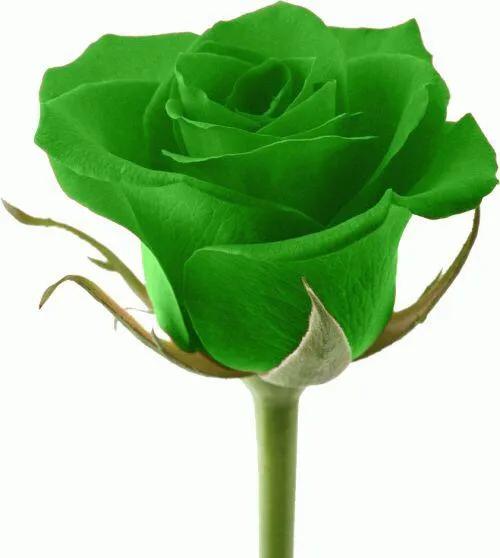 玫瑰花漂亮的图片,分享一个漂亮的玫瑰花图片