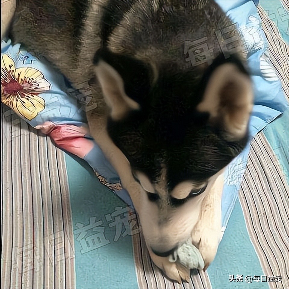 二哈趴在楼上对着主人的饭流口水,二哈在楼上对着主人的饭流口水