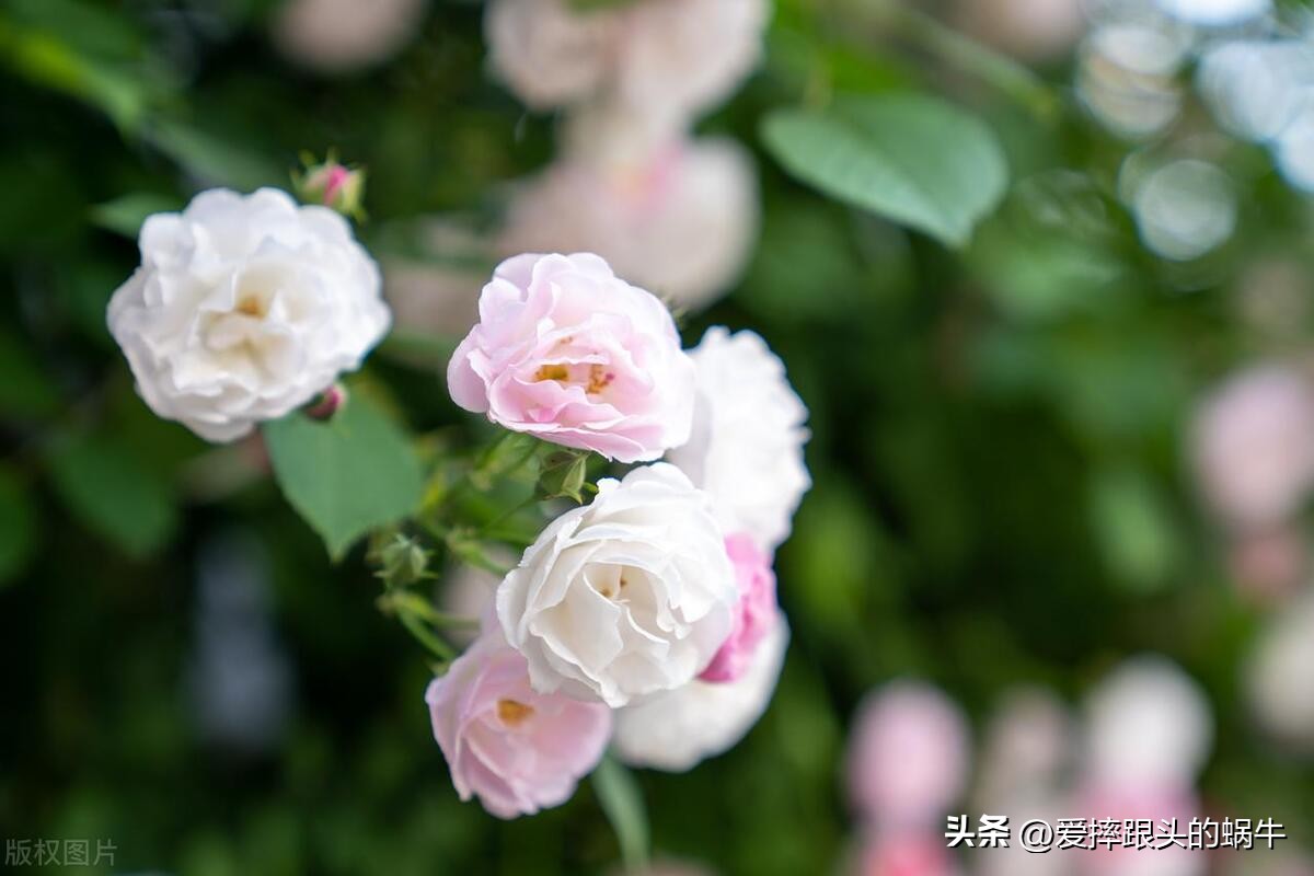 生如夏花灿烂的时候,生如夏花绚烂绽放歌曲视频