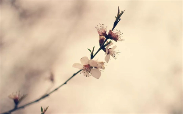 诗经采薇无名氏,诗经采薇