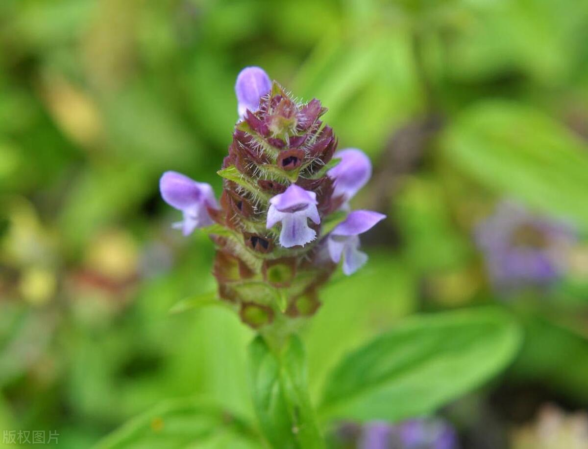 体检查出桥本结节没事吧,桥本甲状腺炎能过教师体检吗