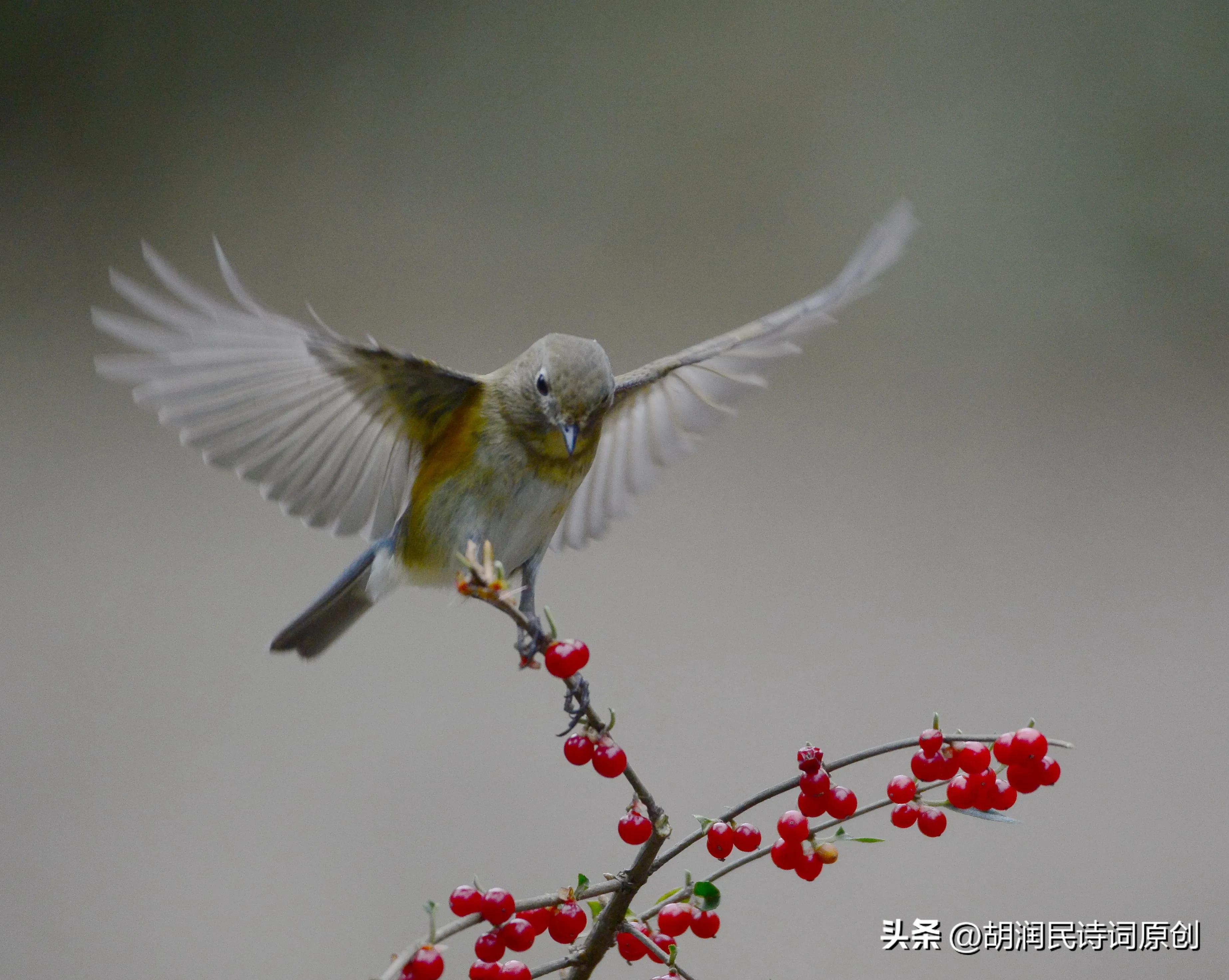 七绝鸟语,七绝飞鸟的诗词