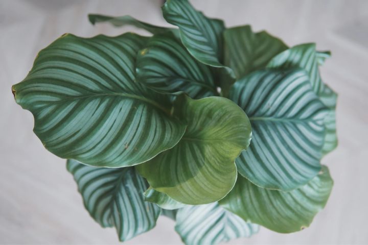 手残党也能养活的10种绿植,十种大家都在养易存活绿植