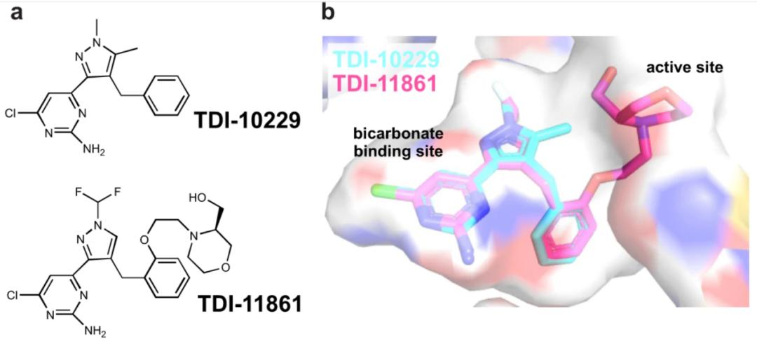冻住精子！第一个靠谱的男性避孕药来了？