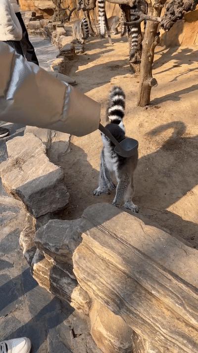 一天玩遍北京野生动物园,包场去鸟巢