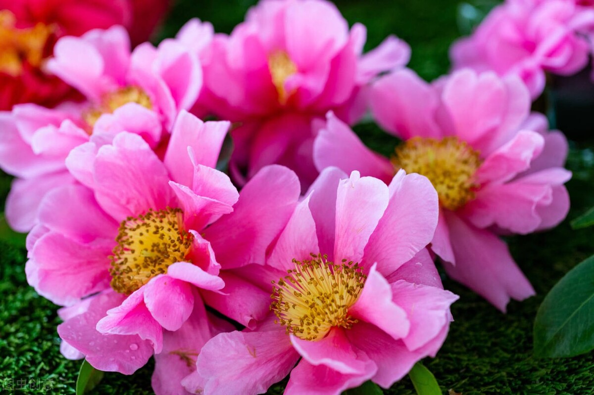 中国古典十大花卉,中国传统十大花卉有哪些