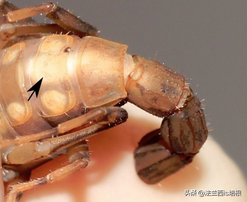 广州海关截获11箱588只蛇蛙蜥蜴,广州海关截获蟑螂200只