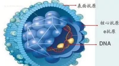 肝脏出现疾病原因有哪些,肝脏出现问题的前兆