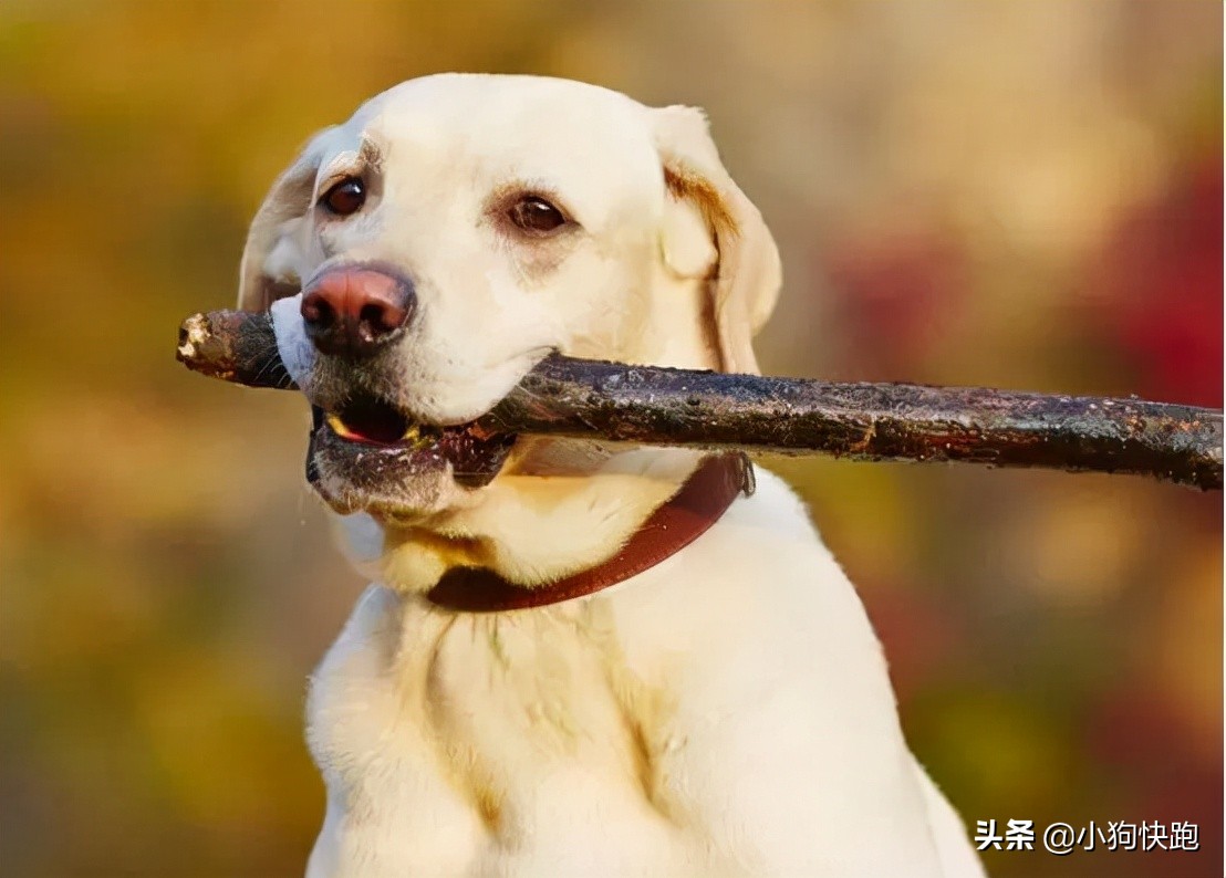 被狗狗咬了怎么安慰,被狗狗咬了要注意哪些事项