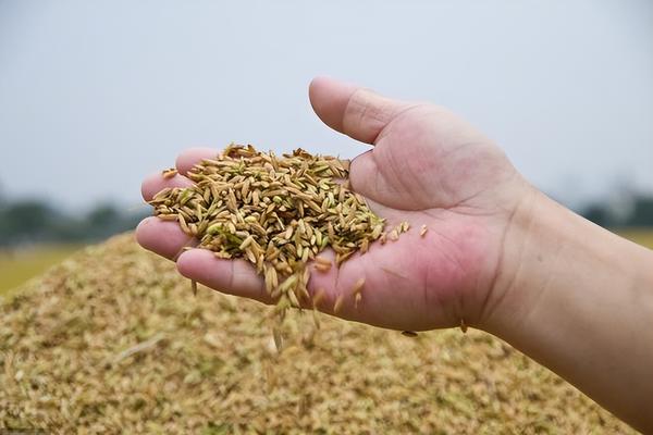 小麦危机最新消息,最新粮食危机概念股
