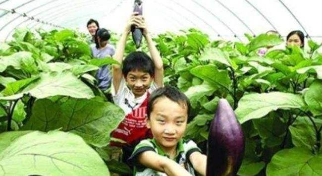 女博士放弃百万年薪回农村种梨,女博士放弃年薪两百万回乡种茶