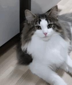 如何正确饲养挪威森林猫,挪威森林猫怎么喂养好