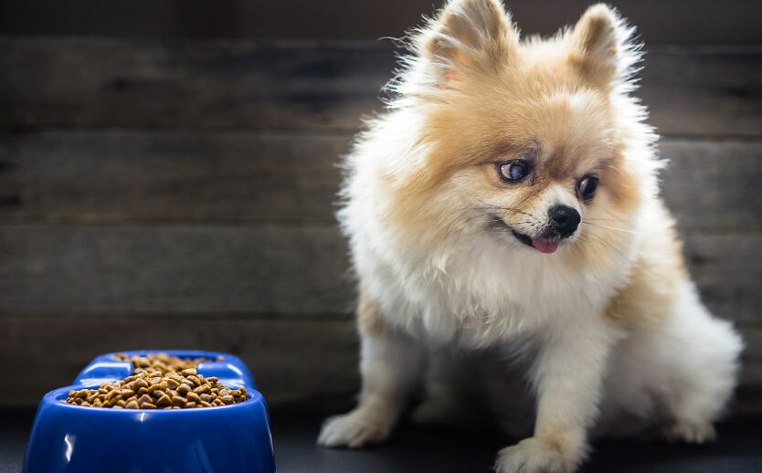 两个月的博美没有精神不吃东西,一个月的博美生病了出院后怎么养