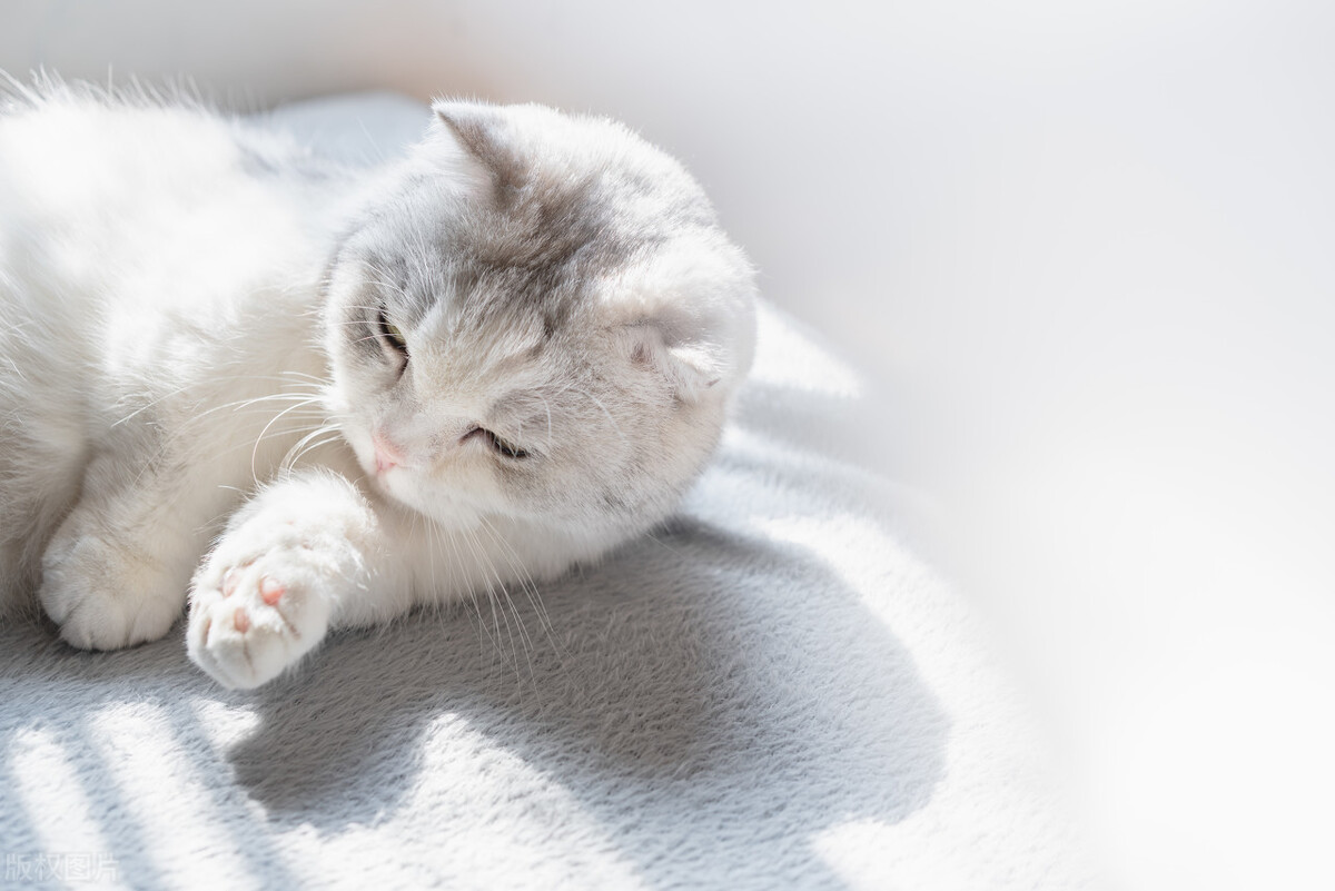 怎么选便宜又好的猫粮,猫粮盲选