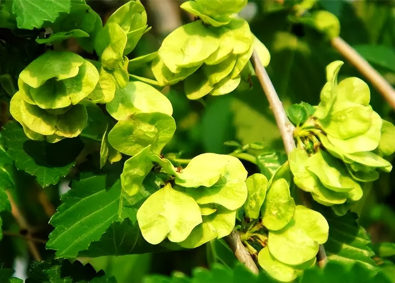 春天看图挖野菜，送你40种野菜大图鉴，让你轻松辨别各种野菜