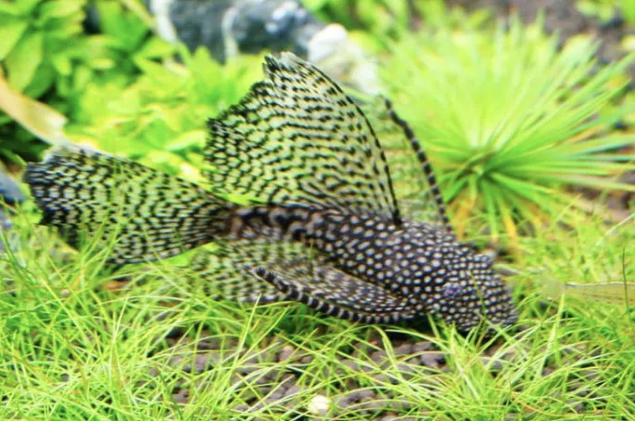 孔雀鱼母鱼用肚子老是擦缸底,孔雀鱼适合草缸还是裸缸