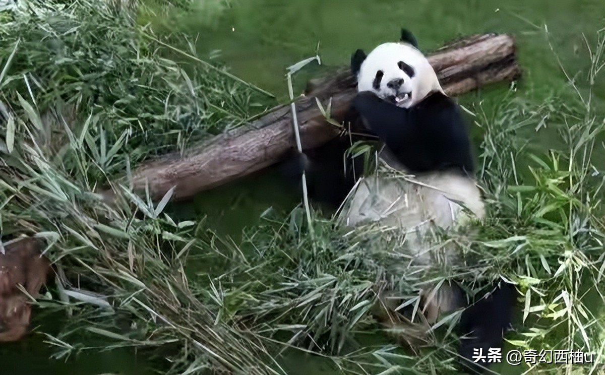大熊猫四海京京卡塔尔的新家,大熊猫四海京京卡塔尔与游客见面