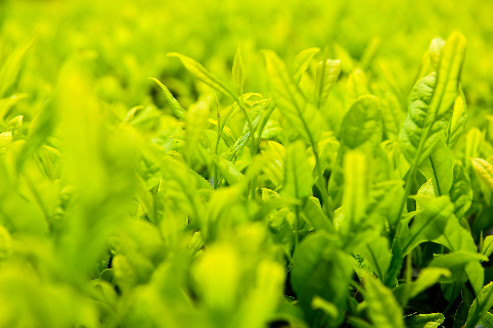 天目湖白茶的简介,天目湖白茶怎么存放