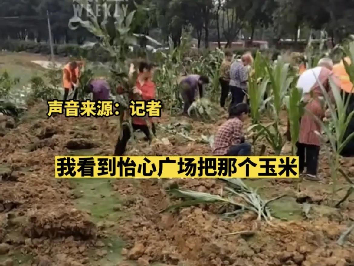 一广场移栽玉米秆引争议,广场移栽玉米苗事件通报
