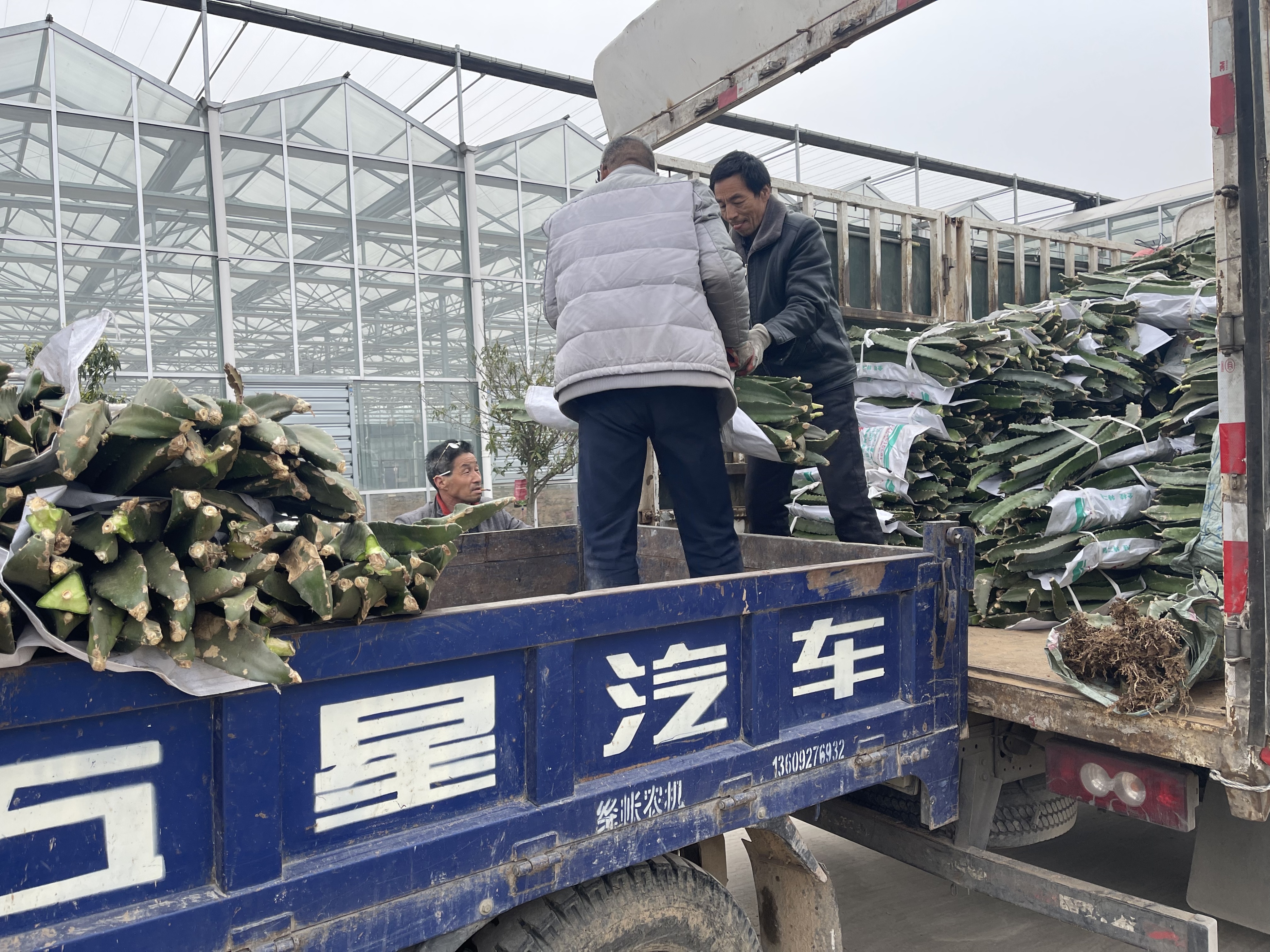 火龙果种植业难以持续红火,火龙果种植技术创新案例