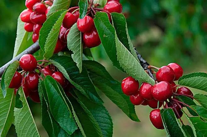 澄城老哥怎么样,澄城老哥由来