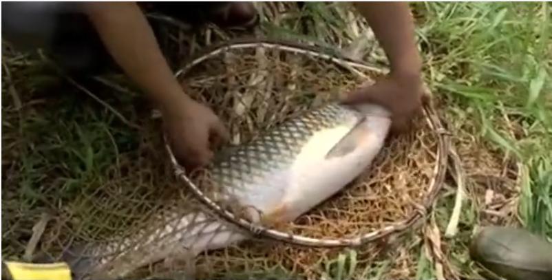 广西小伙养草鱼卖400,5亩养殖草鱼一年能赚500万