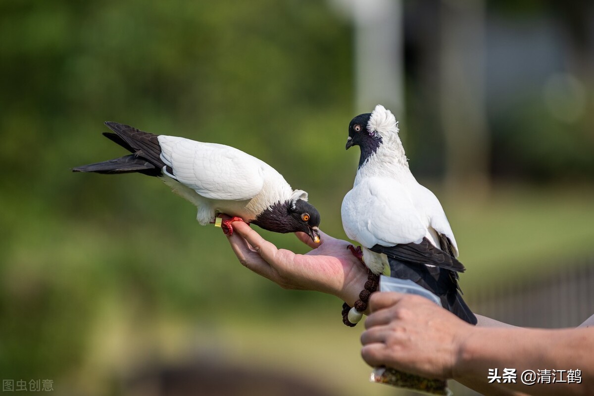 鸽子喂食的正确方式,散养的鸽子每天的什么时候喂最好