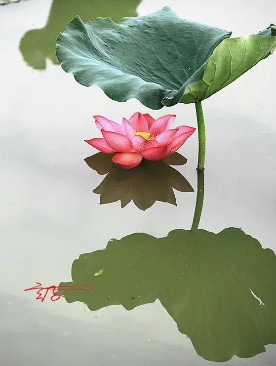 淮阳荷花节什么时间最好看,淮阳看荷花节开幕