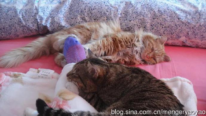 忧郁的毛毛小说,情缘伤感情歌