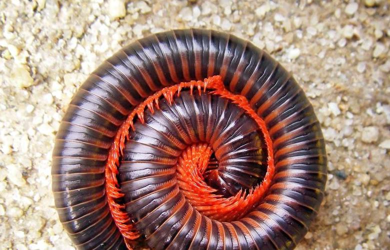 猴族瘾君子，把马陆当*品毒**吸？怎么刺激怎么来！